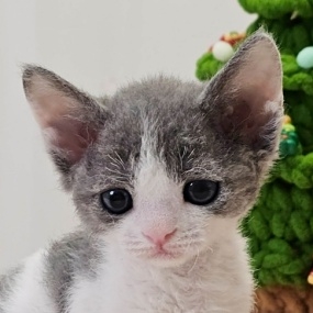 ޷糪̵